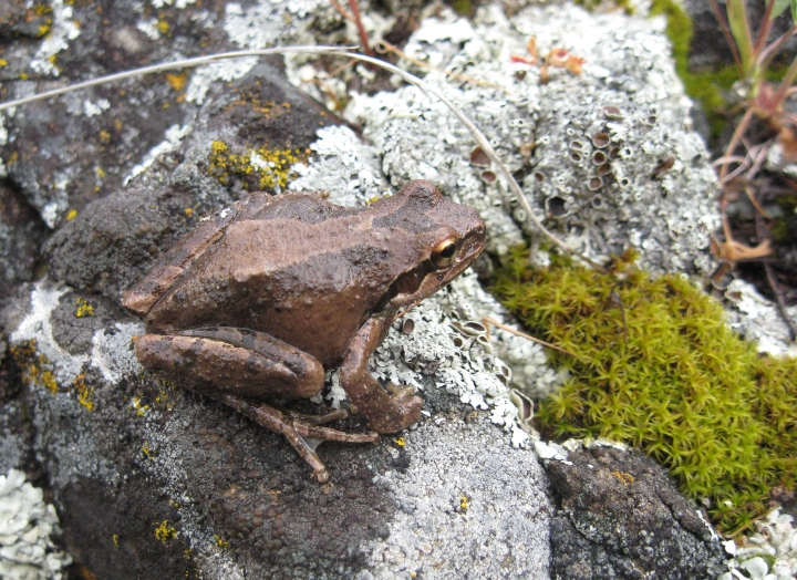 Pacific Chorus Frog